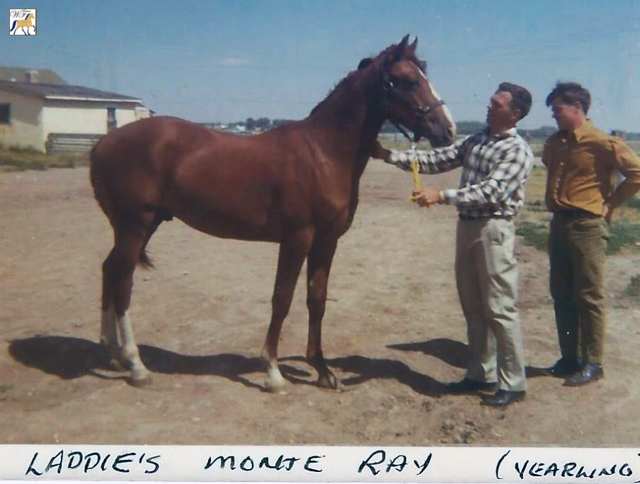 Laddie's Monte Ray