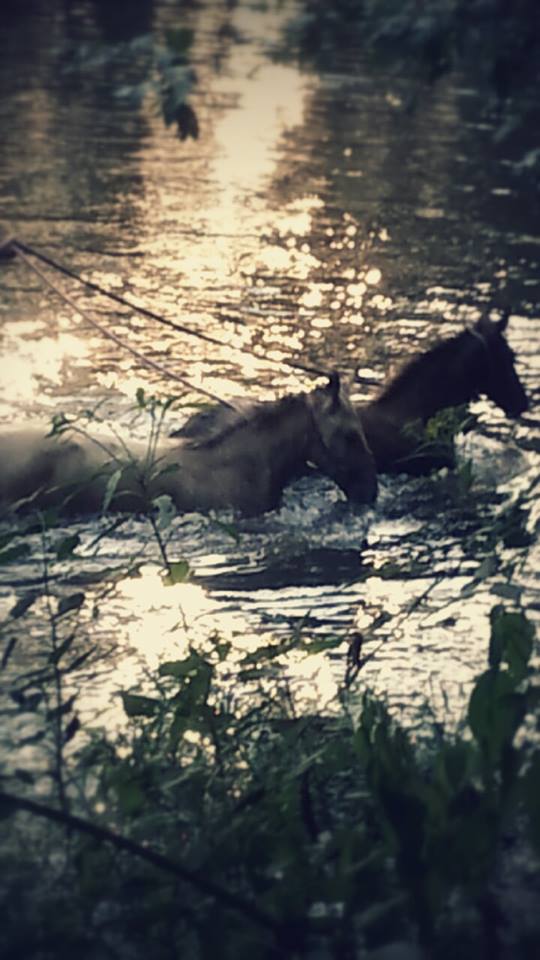 Rev's Lady Mary Crawley Swimming