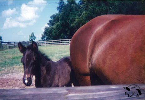 Remembrance's Merry Snip at 2 weeks